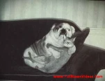 funny-picture-1939