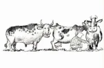 HORNYCOW