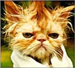 funny-picture-4409