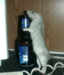 funny-picture-4508