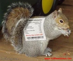funny-picture-3463