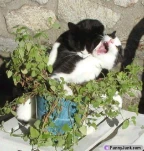 funny-picture-481