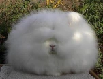 funny-picture-767