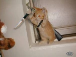 funny-picture-2066