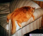 funny-picture-2201