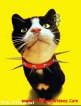 funny-picture-4806