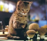kittymakeup