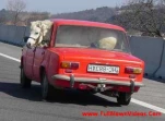 funny-picture-4127