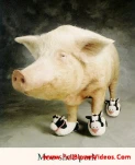 funny-picture-2154