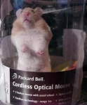 funny-picture-3861