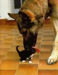 funny-picture-3212