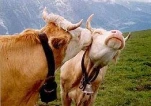 funny-picture-5058