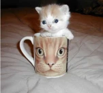funny-picture-1436