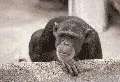 funny-picture-1666