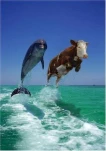 funny-picture-4391
