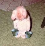 funny-picture-1255