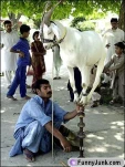 funny-picture-3888