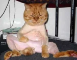 funny-picture-3636