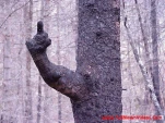 funny-picture-690
