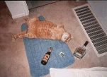 funny-picture-4571