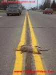 funny-picture-3519
