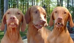 redneckbirddogs4oz
