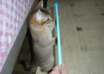 funny-picture-485