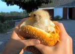funny-picture-2974