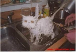 funny-picture-3075