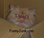 funny-picture-3631