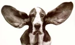 funny-picture-3529