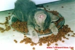 funny-picture-693