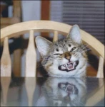 funny-picture-3615