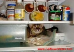 funny-picture-4468