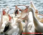 funny-picture-225