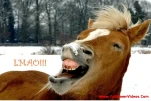 funny-picture-503