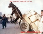 funny-picture-4956