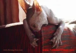 funny-picture-3106