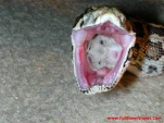 funny-picture-4218