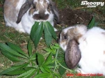 funny-picture-2159
