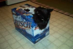 funny-picture-6379