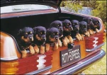 funny-picture-6636