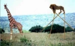 funny-picture-6653