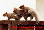 funny-picture-5467