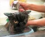 funny-picture-5440