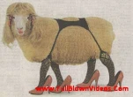 funny-picture-5518