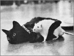 funny-picture-5785