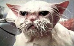 funny-picture-6452