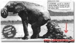 funny-picture-6599