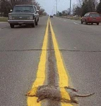 funny-picture-5969